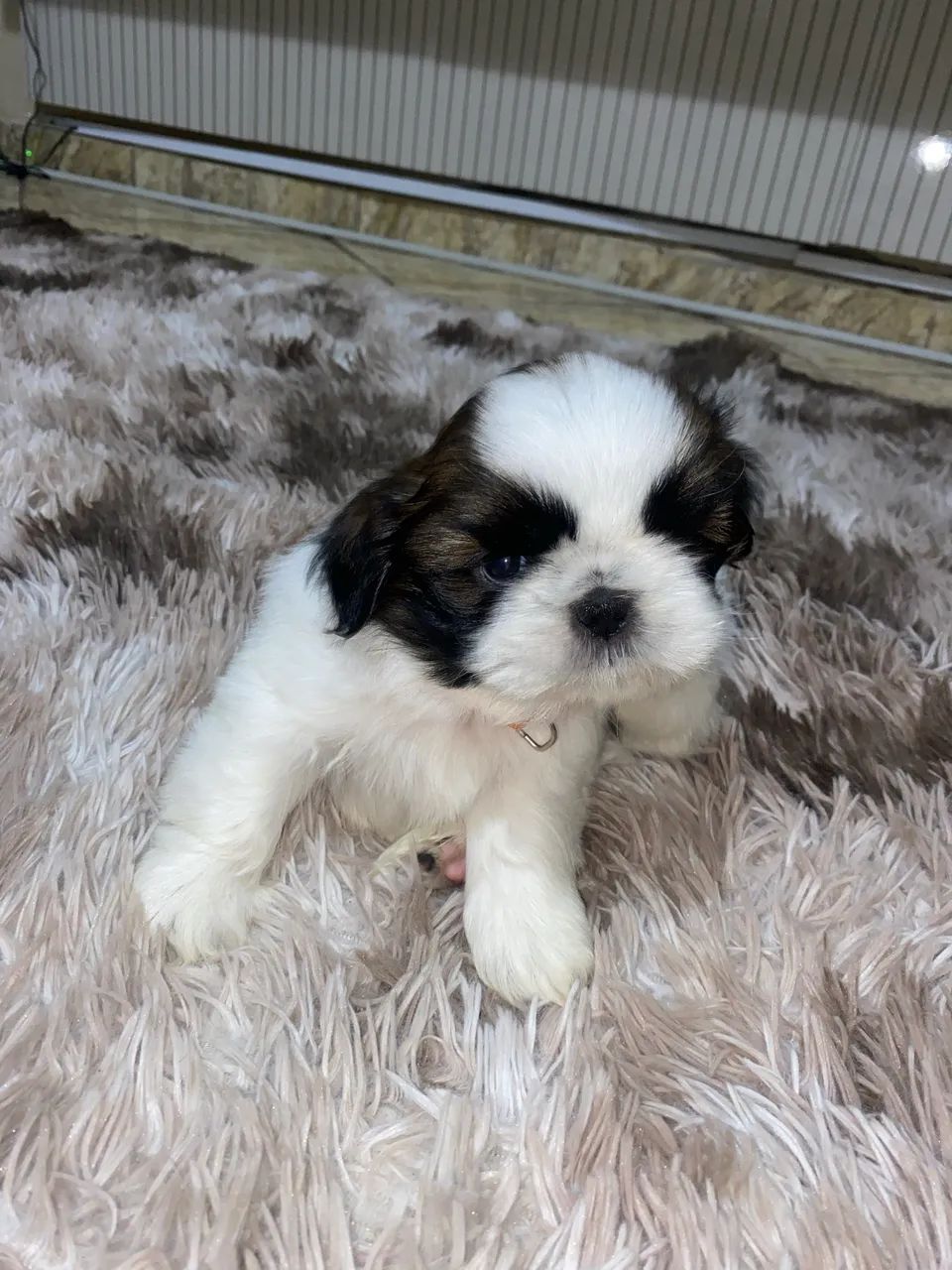 Shih Tzu - Foto 2