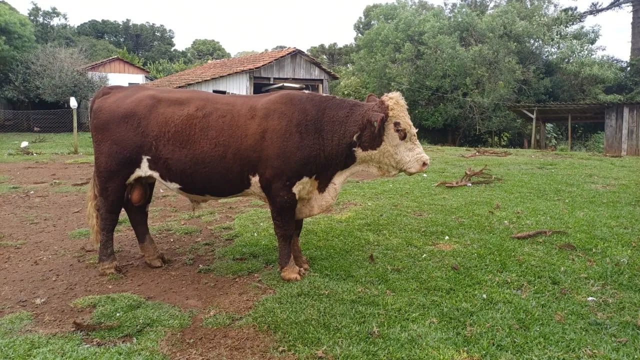 Vendo 4 Vacas e 1 Touro  - Foto 2