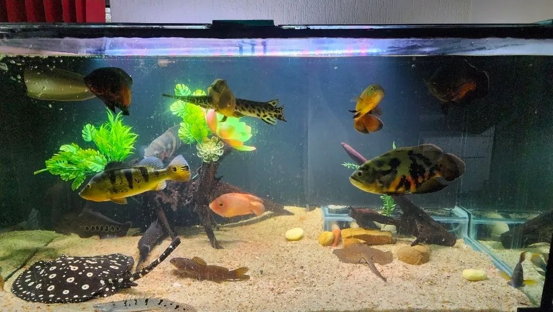 Aquário 900 litros com móvel