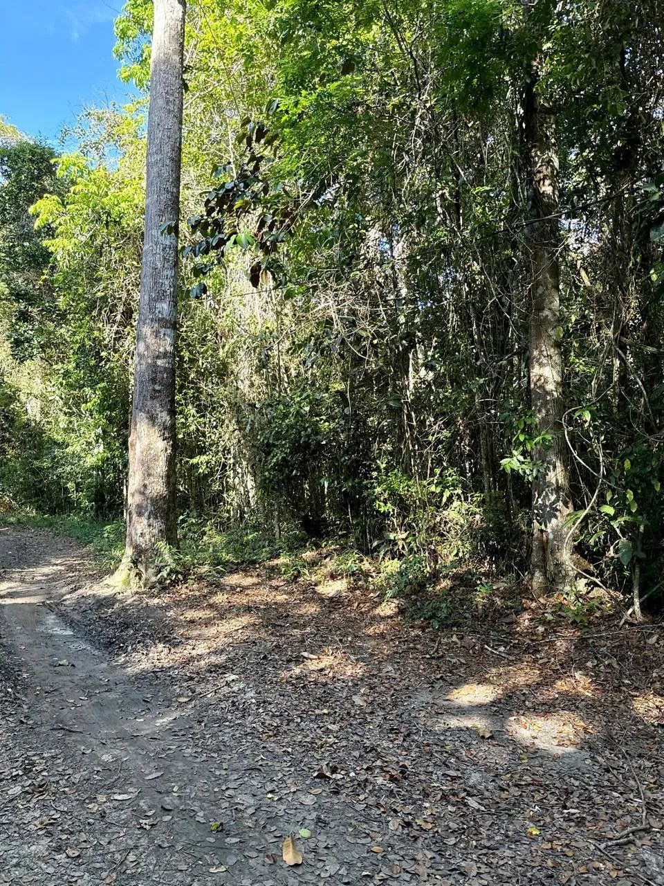 Terreno Arborizado Japara|Arraial dAjuda - Foto 2