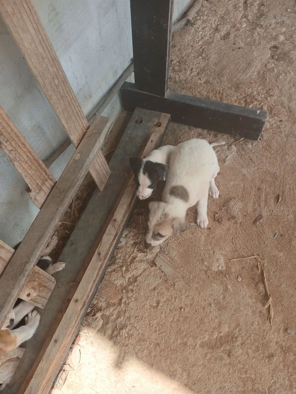 Cachorros para adoção.