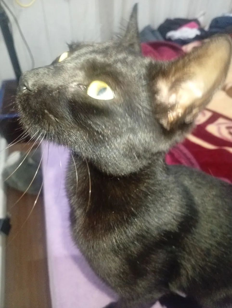 aurora,uma gata doce e meiga - Foto 4