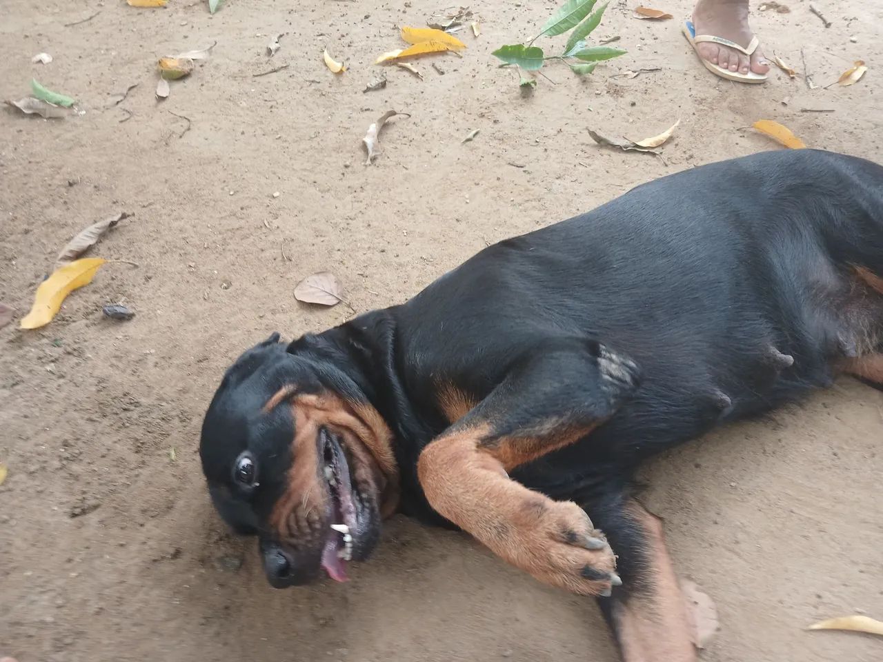 VENDO ROTTWEILER FÊMEA  - Foto 2