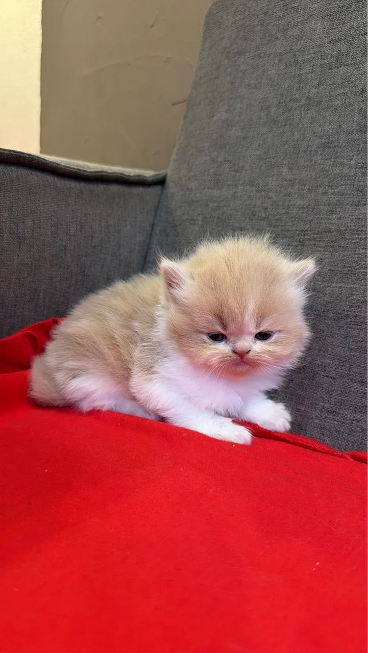 GATINHO PERSA R$ 1.450,00 - Foto 5
