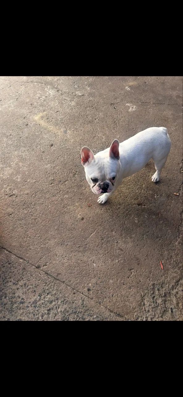 Cachorro  - Foto 2