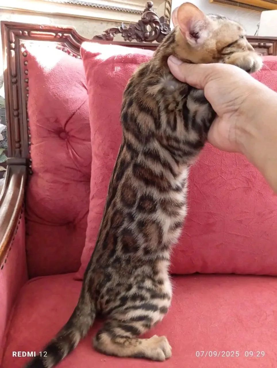 Bengal