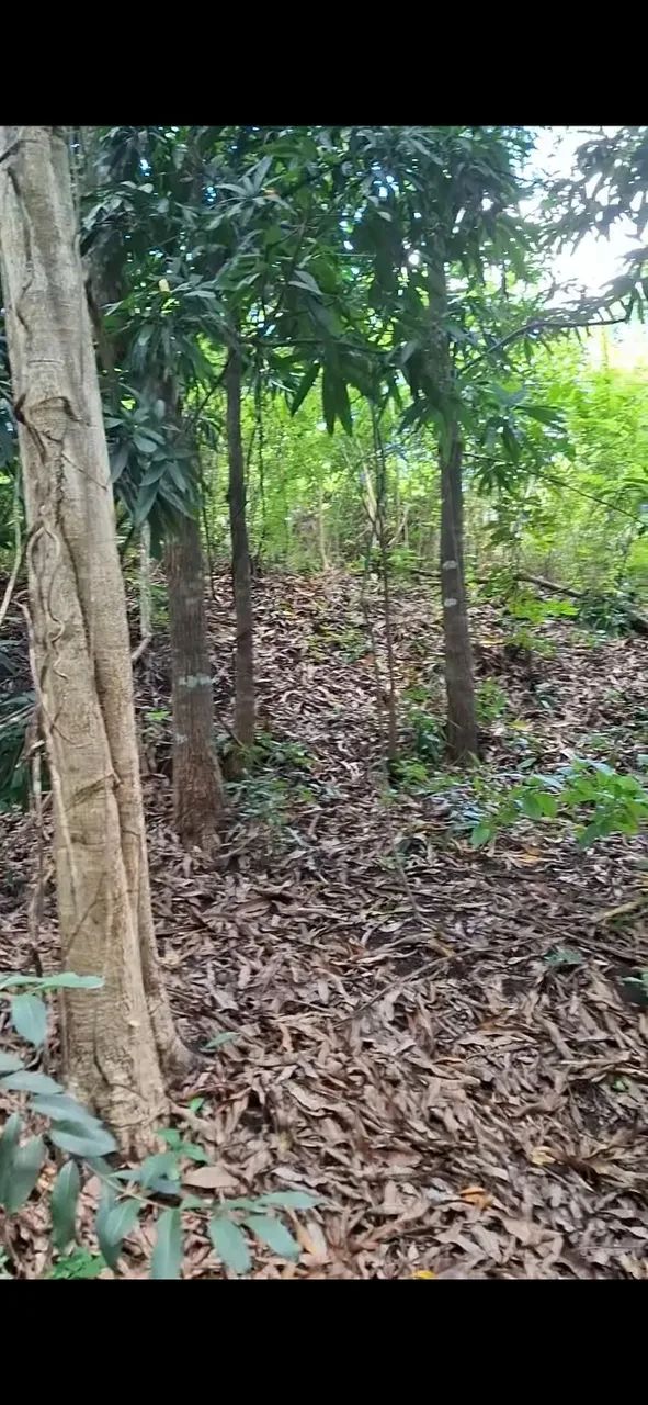 Chácara 4.500 m2 Sobrado PB - Foto 3