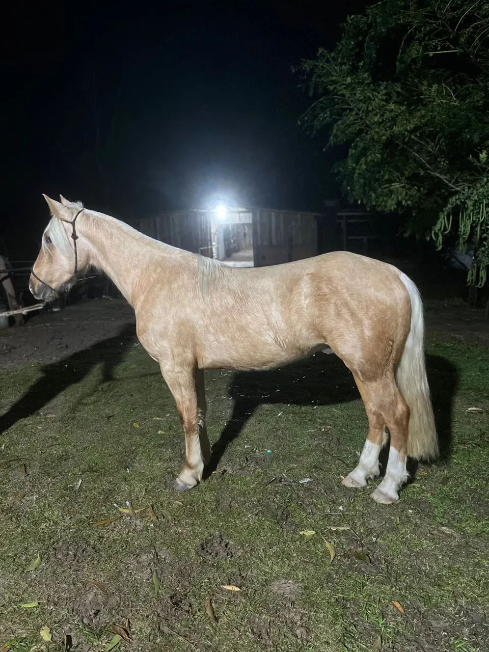 Cavalo crioulo de laço  - Foto 2