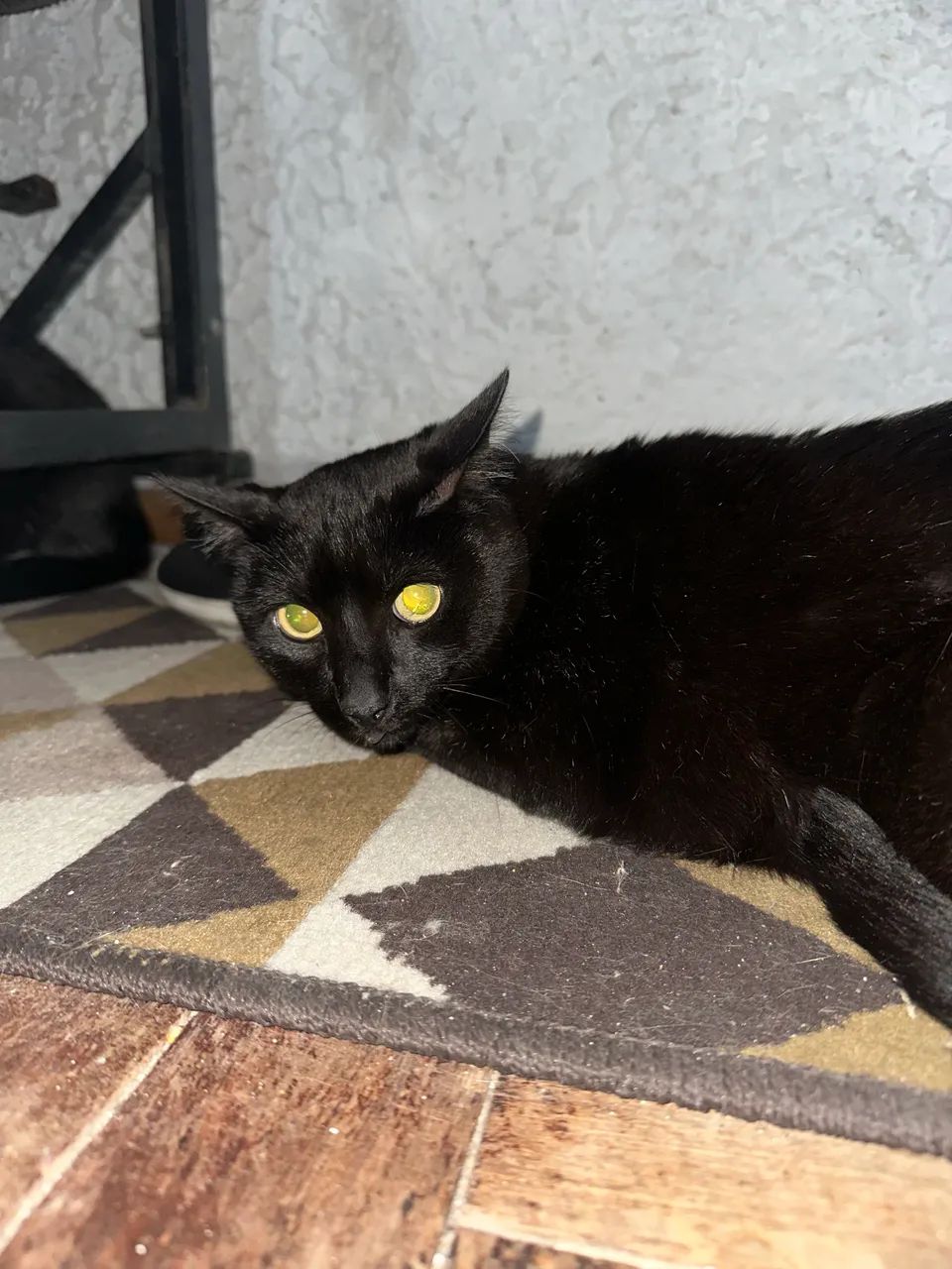 Adoção responsável  - Foto 3