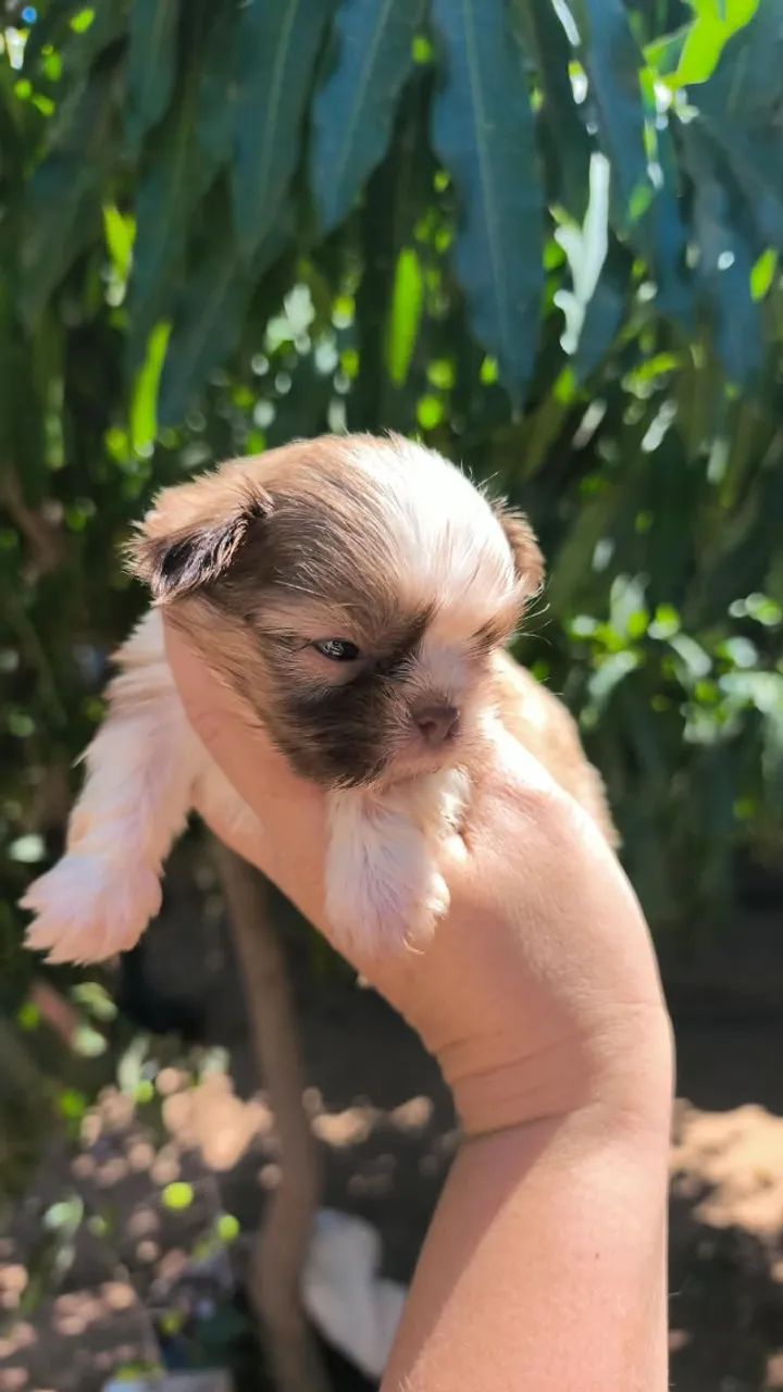 Shih Tzu transformando momentos simples em alegria