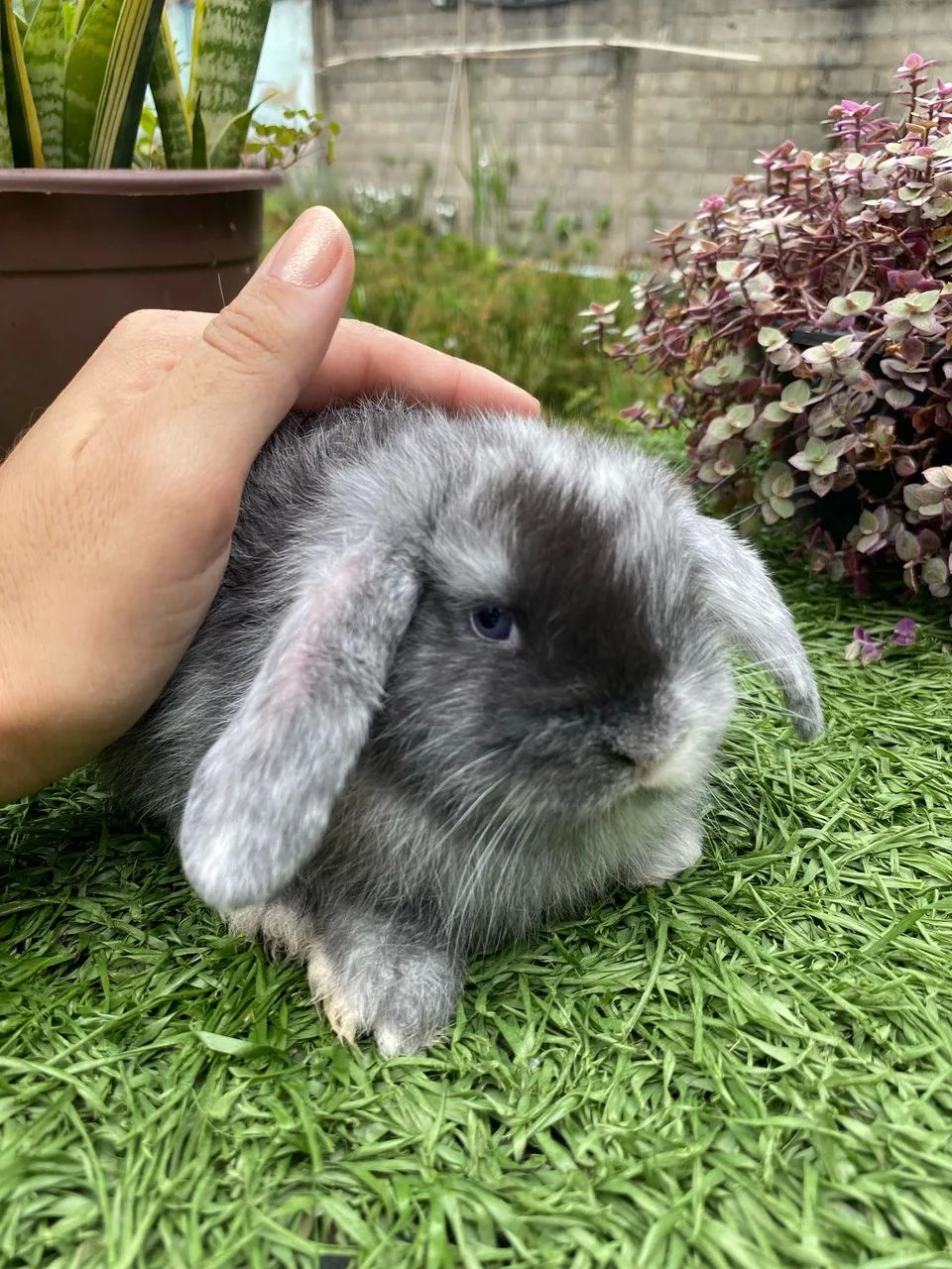 Coelho Mini Lop filhotes fofinhos - Foto 4