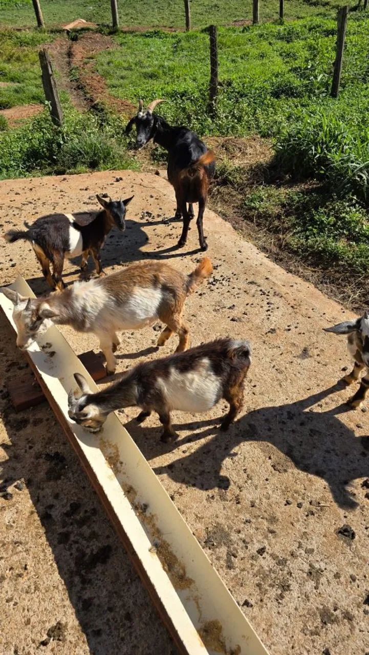 Mini Cabra/micro Cabra/ Goiânia 
