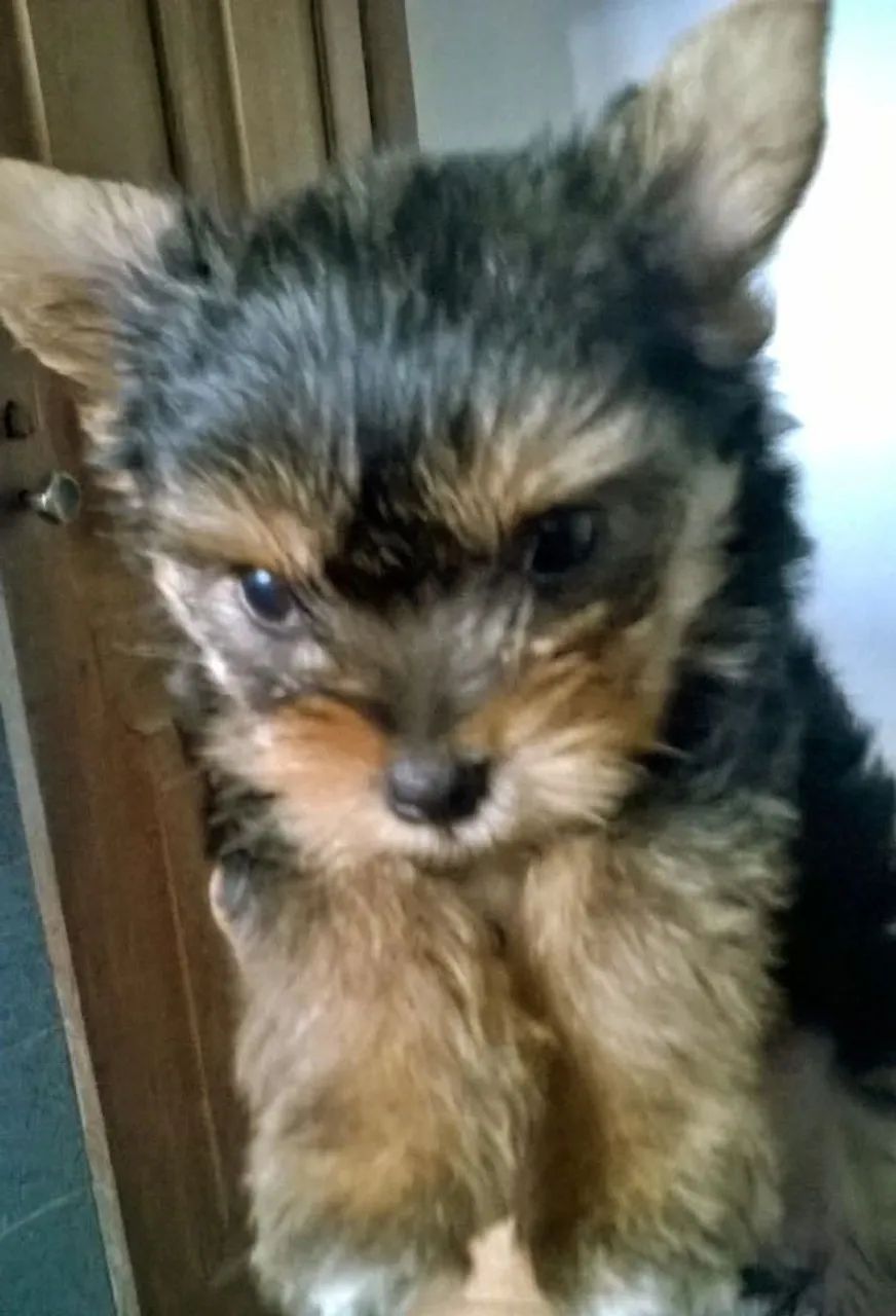 Yorkshire Terrier - Foto 2