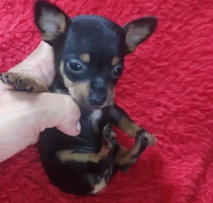 Pinscher miniatura zero *50 - Foto 5