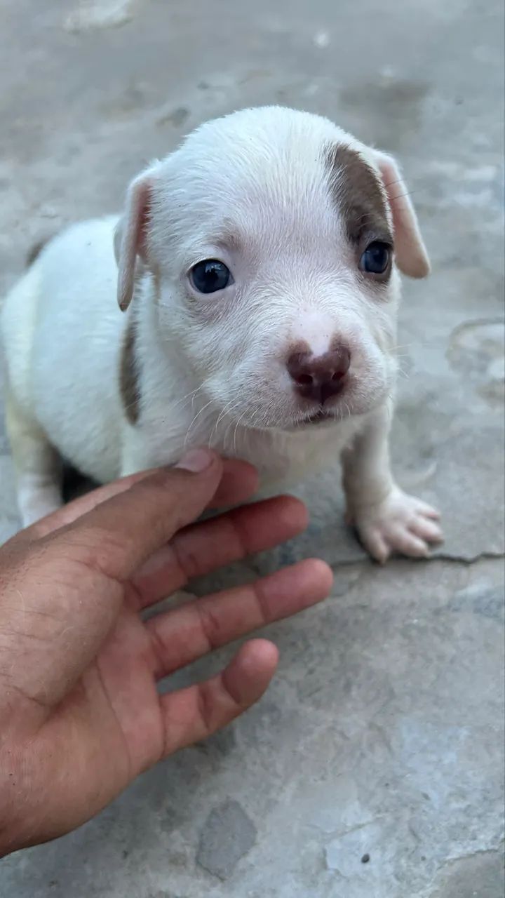 Cachorro - Foto 2