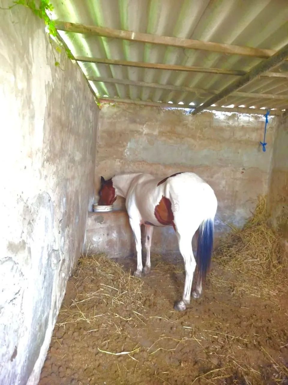 egua Quarto de milha