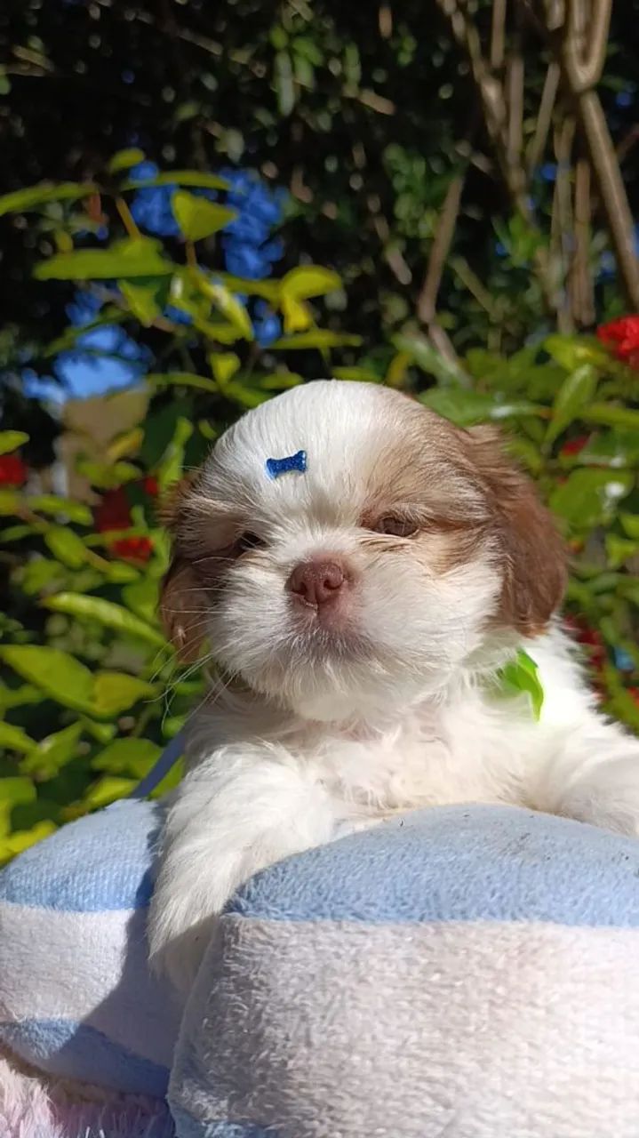 Shihtzu 