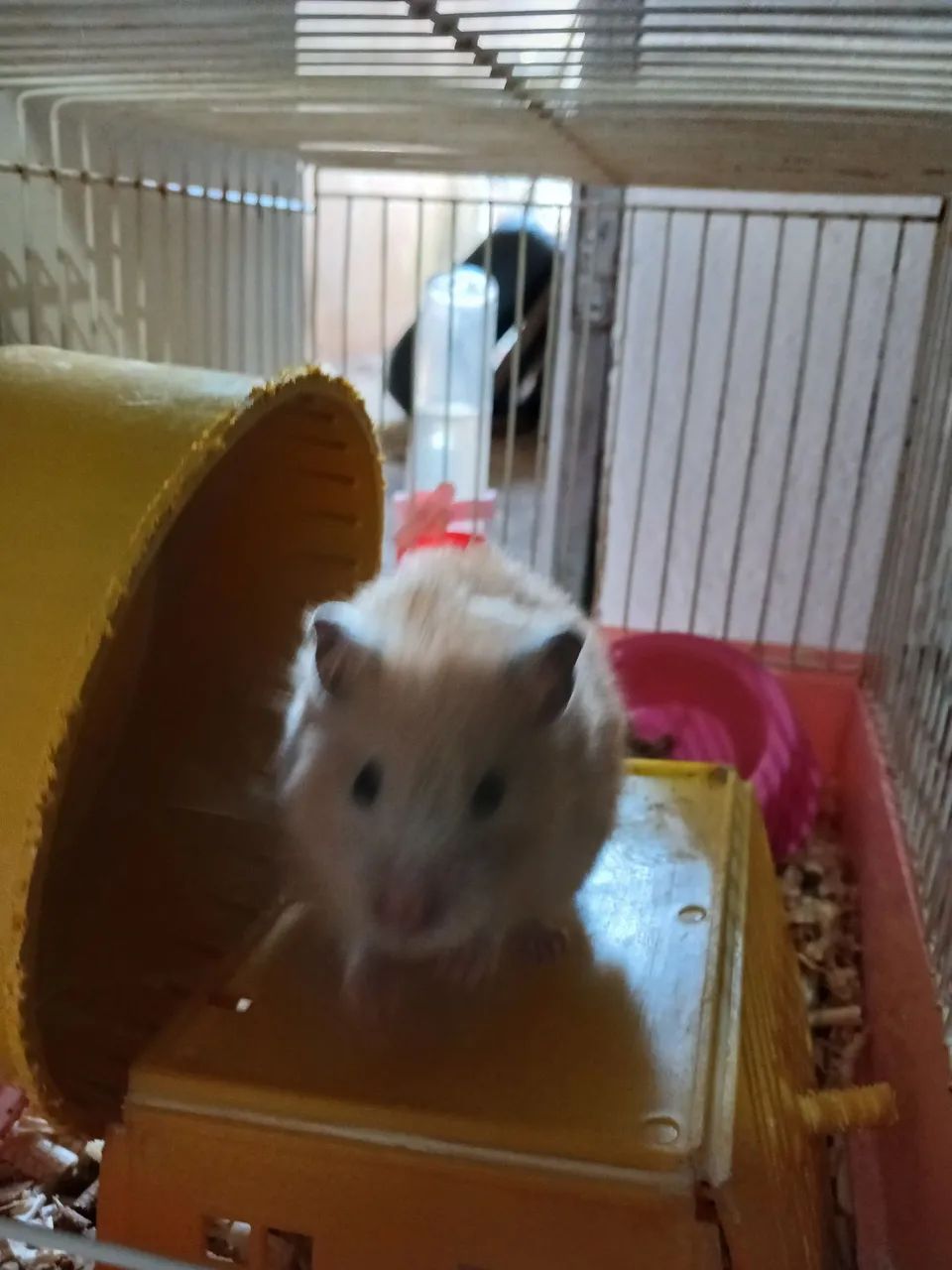 Hamster sirios lindos 