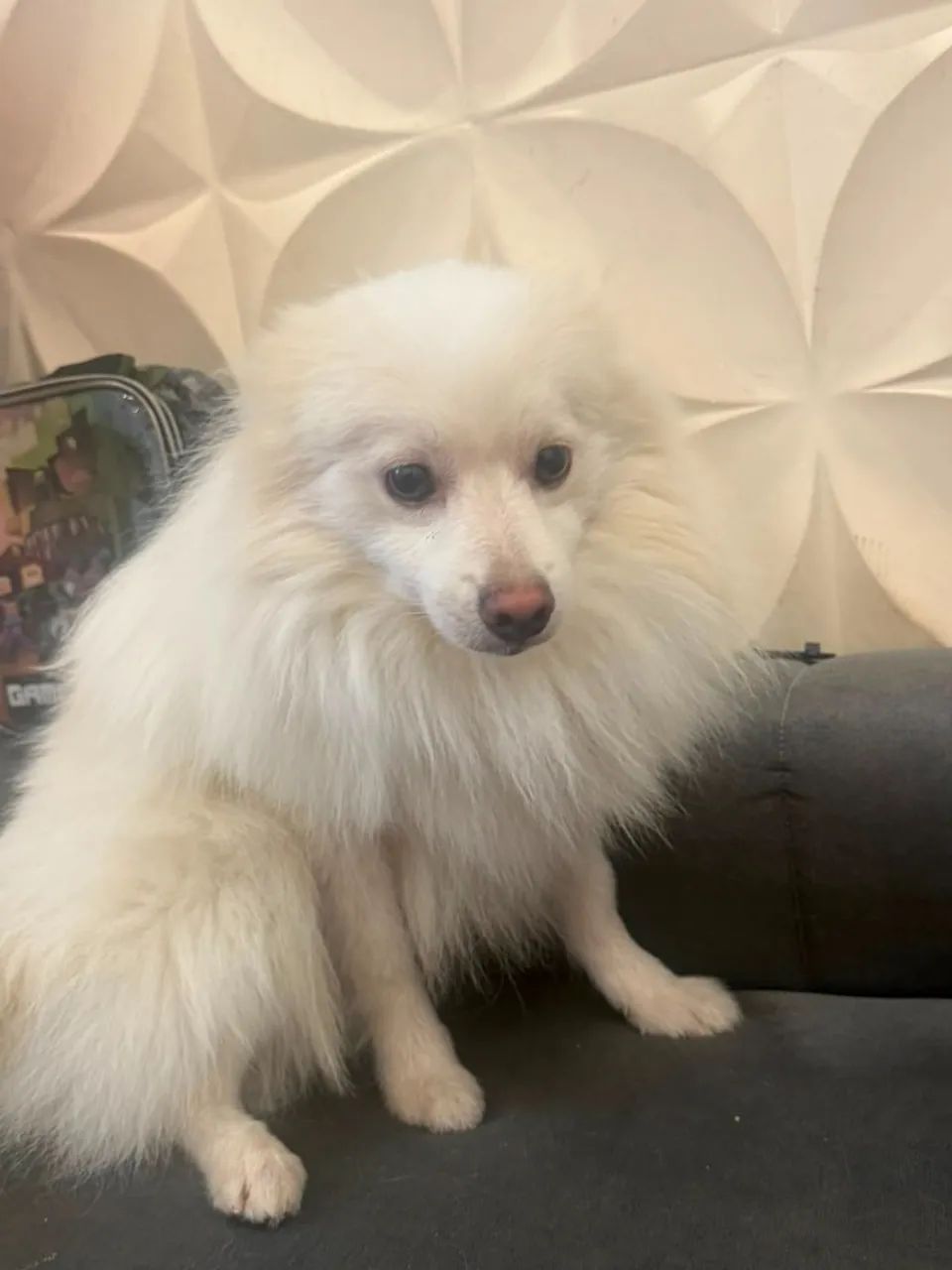 Lindo Spitz Alemão Macho!