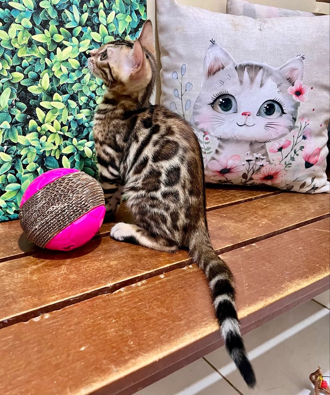 Gato Bengal  - Foto 4
