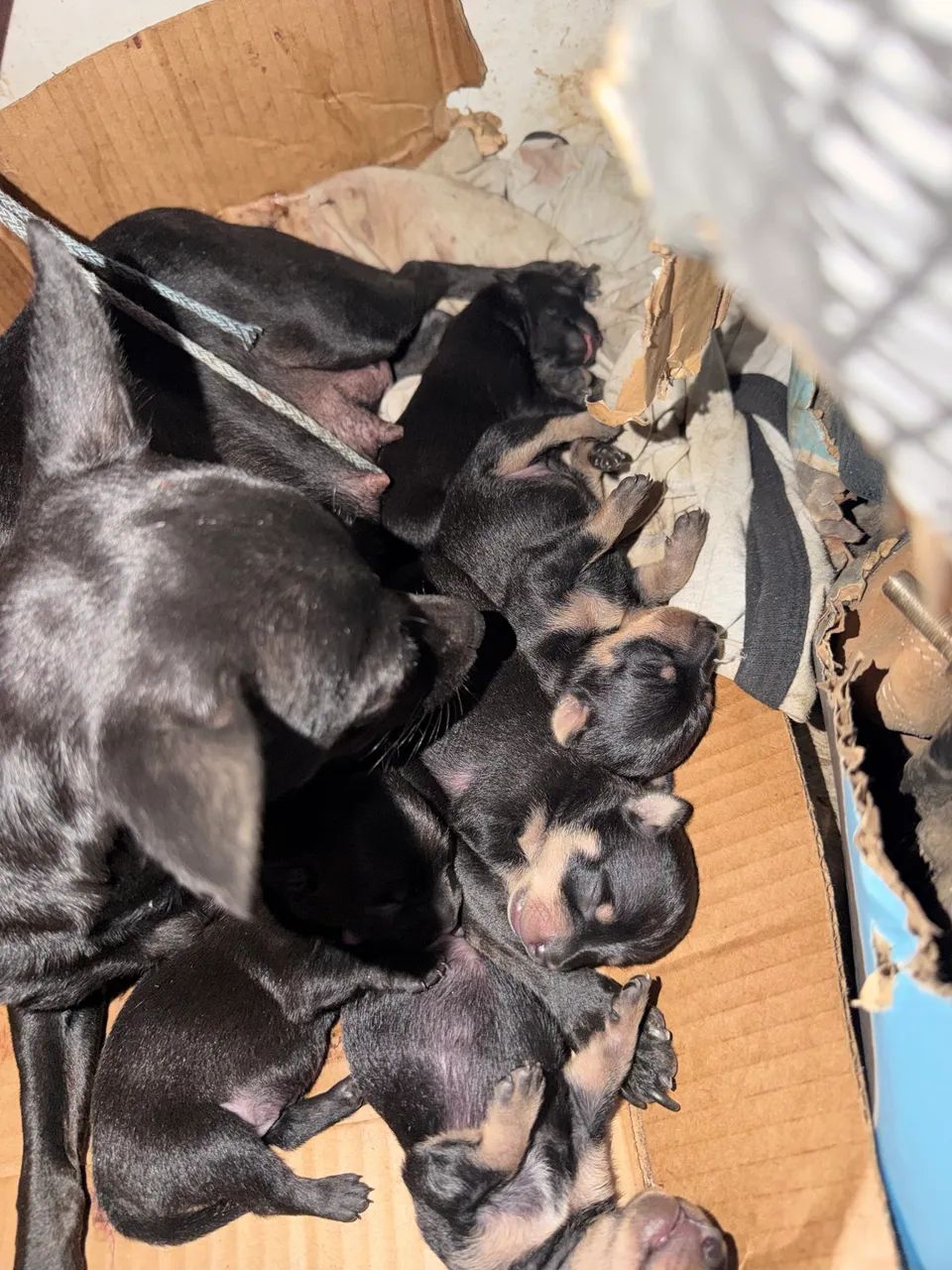 Cachorro Pinscher 