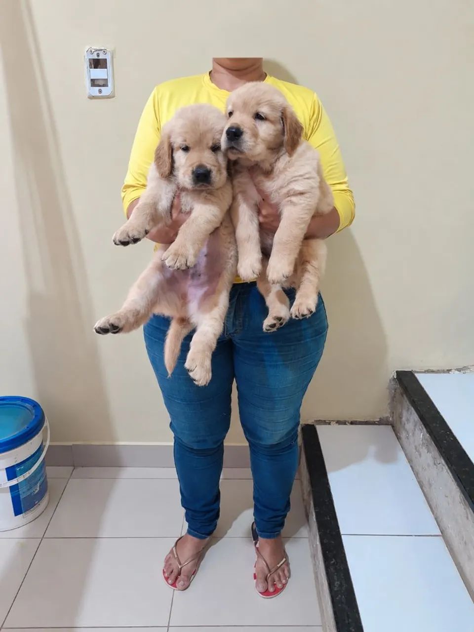 Golden retriever