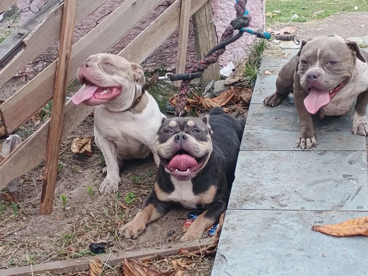 American bully - Foto 4