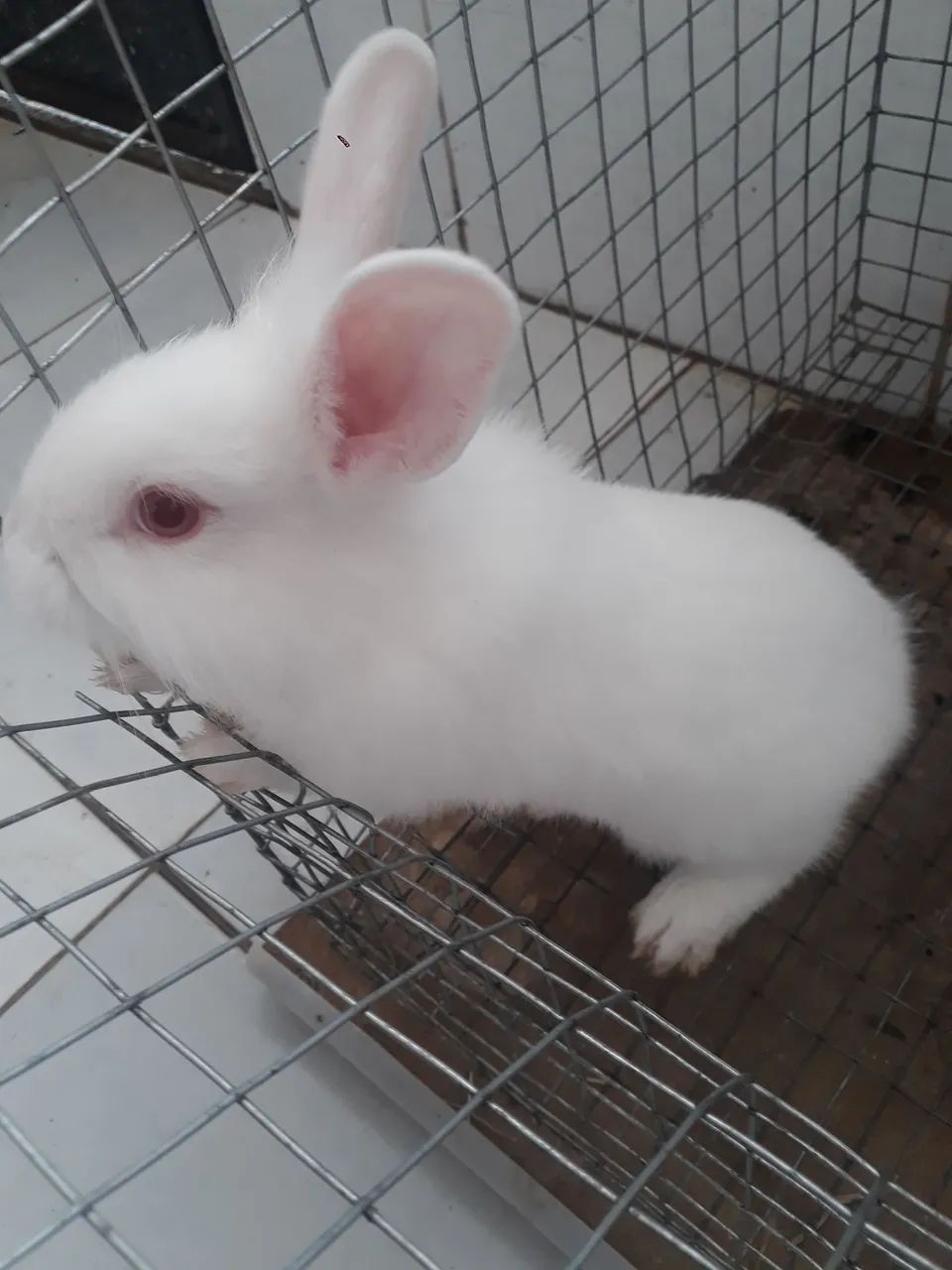 Vendo coelhos filhotes com 1 mês  - Foto 2