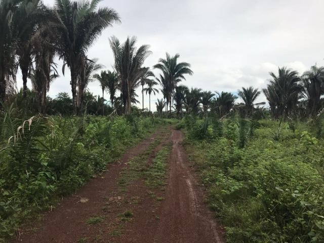 Fazenda no Município Cantanhede - Vendo - Foto 10
