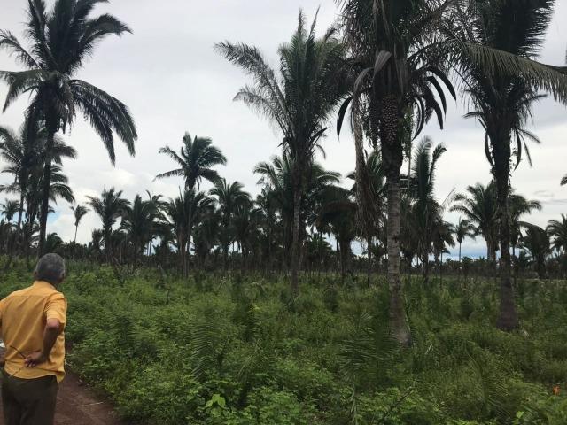 Fazenda no Município Cantanhede - Vendo - Foto 6