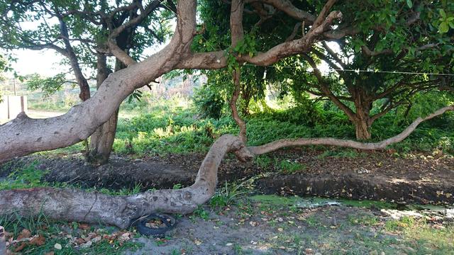 Terreno Praia de porto Mirim - Foto 7