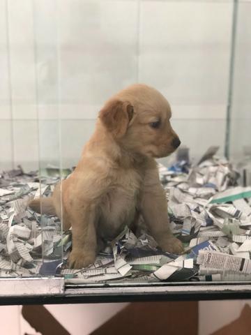 Golden Retriever Lindos filhotes, já vacinados, á pronta entrega - Foto 3