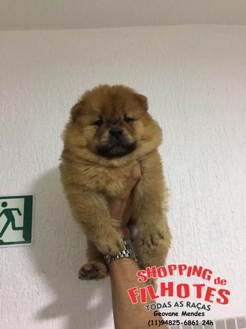 Chow-chow laranjinha/creme e pretinho, machos e femeas - Foto 4