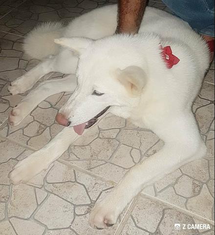 Filhotes de Akita lnu1 - Foto 5