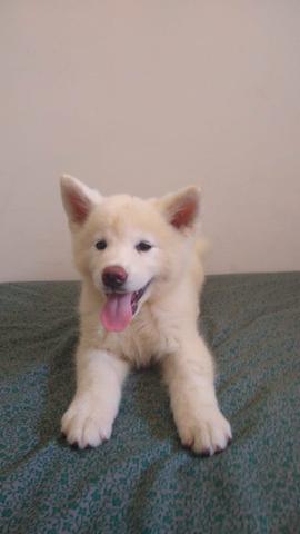 Filhotes de Akita lnu1