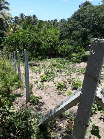 Terreno lindo em Japaratinga, proximo a praia e as bicas 950 m2 - Foto 2