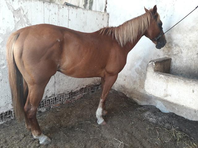 Cavalos pra vendê e trocas - Foto 3