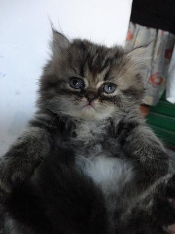 Vende-se filhotes de gato persas!!! - Foto 3