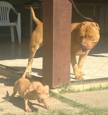 Filhotes de Pit Monster