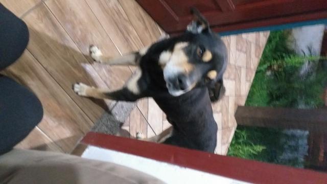 Doar meu cachorro - Foto 2