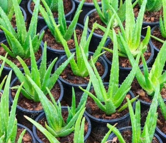 Babosa planta