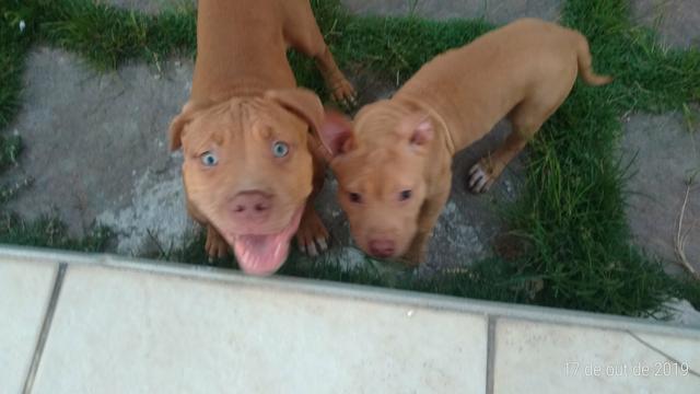 Filhotes de Pit Monster - Foto 2