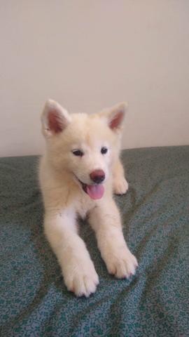Filhotes de Akita lnu1 - Foto 3