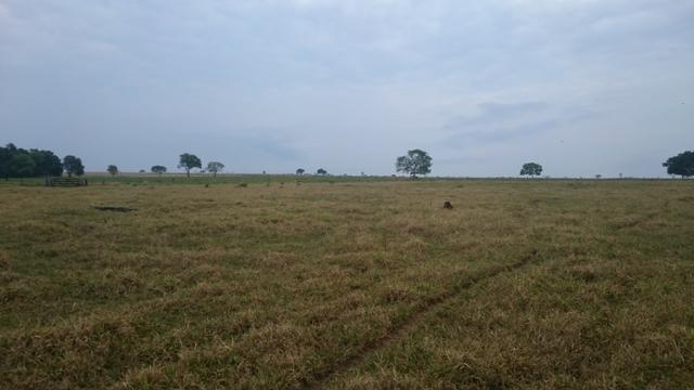 Fazenda para lavoura de 44 alqueires a venda na região de Caldas Novas GO - Foto 11