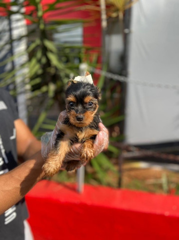 Yorkshire Terrier, filhotes com pedigree ^-^ * Alexandre - Foto 2