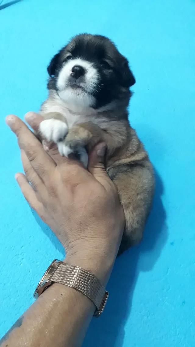 perritos en venta mini toy en illinois｜TikTok Search