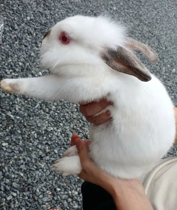 Coelhos Mini dócil  - Foto 3