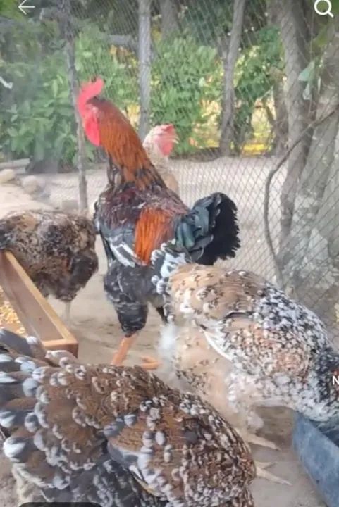 Ovos galados GSB e GLC  Melhorados!!! - Foto 5