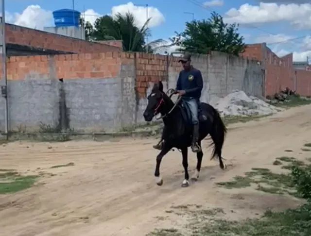 Égua Mangalarga  - Foto 2