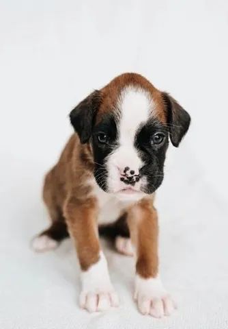 Boxer Branco - Cachorros e acessórios - Parque Residencial União